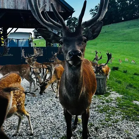 Kemping Glamping - Domacija Lampercek *