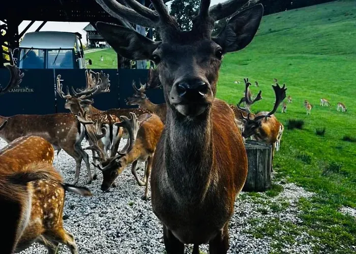 Campingplatz Glamping - Domacija Lampercek *